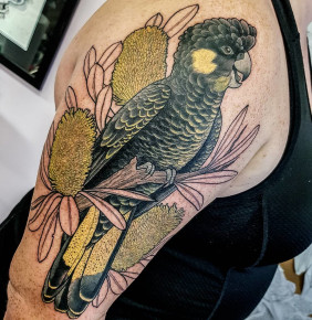 Yellowed tailed Black Cockatoo with Coastal Banksia in progress that I was super stoked to tattoo for Megan. If you can't tell from my avatar this is my favourite species of cockatoo. @withlovetattoo #blackcockatoo #ink #tattoo #tattoos #cockatootattoo #y
