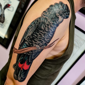 Here is the male red tailed black cockatoo to match the female a did a couple months back. I can't wait to get a photo of them both together! @withlovetattoo #tattoos #ink #tattoo #redtailedblackcockatoo #blackcockatoo #blackcockatootattoo #cockatootattoo